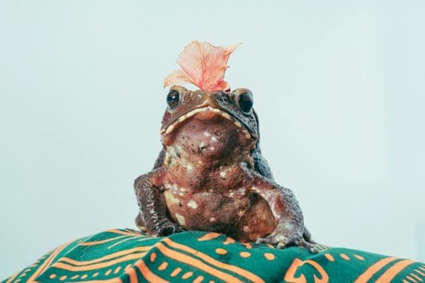 The world of amphibian pets: frogs and salamanders